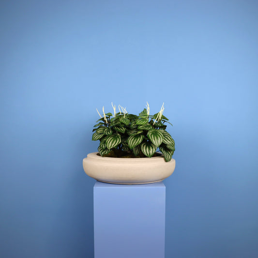 XL- Caracas - Witte plantenbak