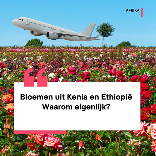 Wáár komen onze bloemen eigenlijk vandaan? Weet jij het?