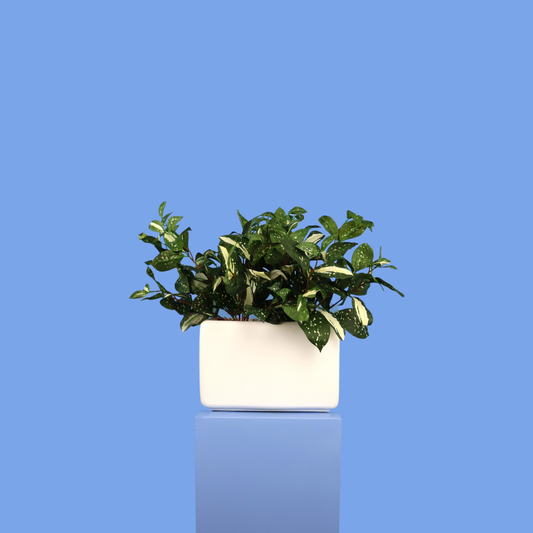 Witte plantenbak Austin, maat L – Reflower