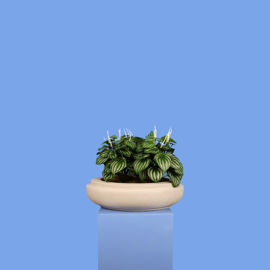 Witte plantenbak Caracas, maat XL – Reflower