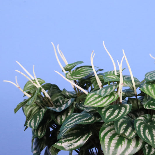 Witte plantenbak Caracas, maat XL – Reflower