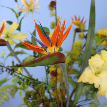 XL - Rani - Return to Sender vaas