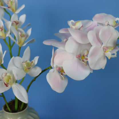 L - Izzy - Sissy Boy vaas