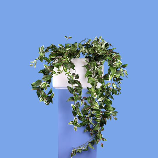Witte plantenbak Lima, maat XL – Reflower