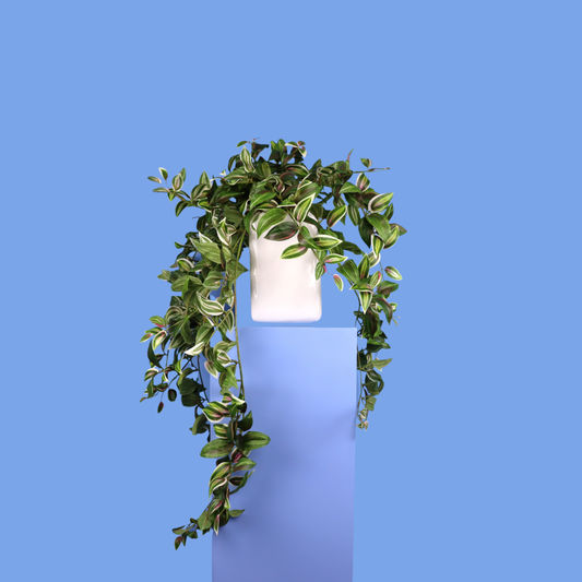 Witte plantenbak Lima, maat XL – Reflower