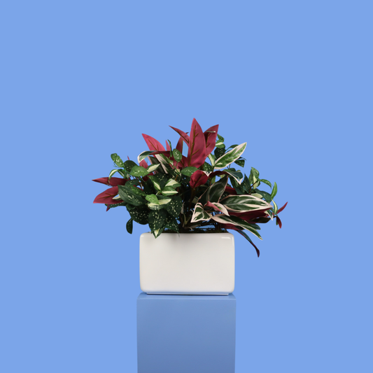 Witte plantenbak Phoenix, maat L – Reflower