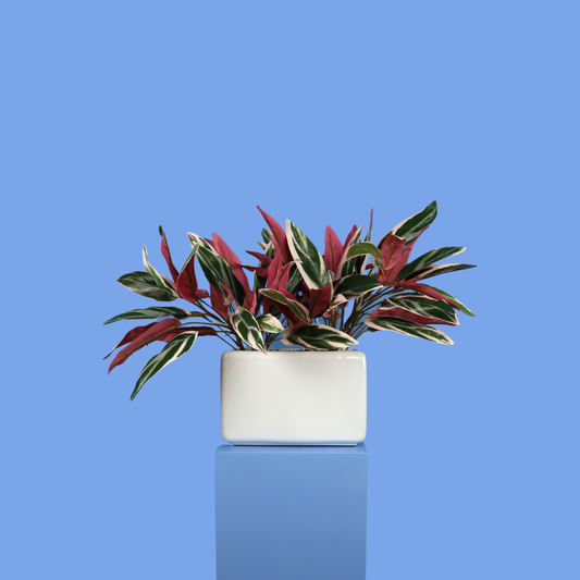 Witte plantenbak Portland, maat L – Reflower