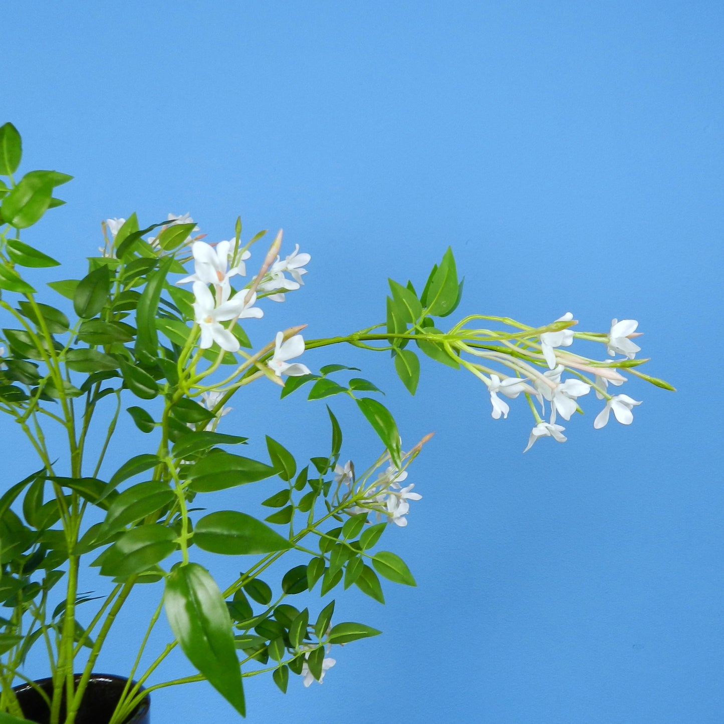 L - Celeste - Serax vaas