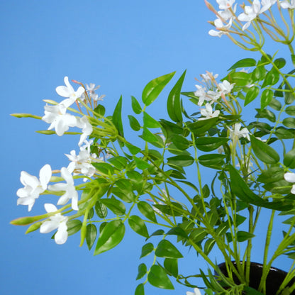 L - Celeste - Serax vaas